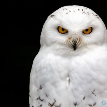 Picture: 