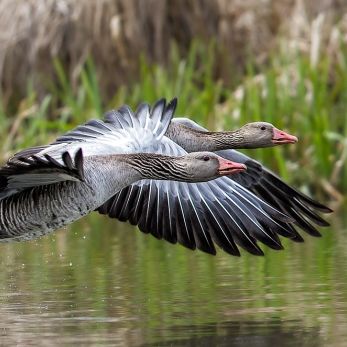 Bild: Graugans (wildlife-006-gans.jpg)