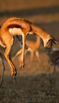 <p>Springbock</p>