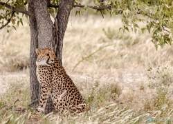 Bild: Gepard - Etoscha - Namibia / 028-Namibia-Gepard.jpg