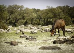 2024-05-Sardinien_68A0277.jpg