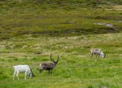 Bild: Rentiere - Norwegen / 2019-Norwegen-IMG_5098.jpg