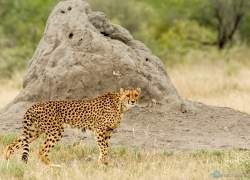 Bild: Gepard - Etoscha - Namibia / 031-Namibia-Gepard.jpg
