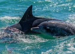 wildlife-delfin-011.jpg