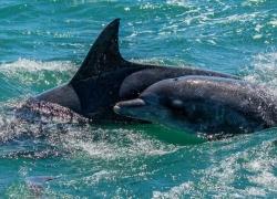 Bild: Delfin - Gansbaai / wildlife-delfin-011.jpg