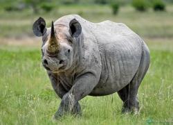 Bild:  / wildlife-nashorn-013.jpg