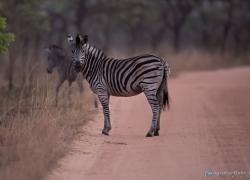 Bild: Zebra - Südafrika / wildlife-zebra-017.jpg