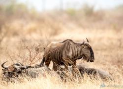 Bild: Gnu - Etoscha - Namibia / wildlife-gnu-014.jpg