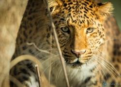 Bild: Leopard - Tierpark Hellabrunn / hellabrunn-leo-008.jpg