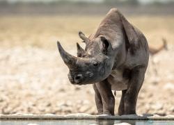 Bild: Nashorn - Etoscha - Namibia / 060-Namibia-nashorn.jpg