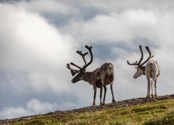 Bild: kurz vor dem Nordkapp / 68A0768.jpg