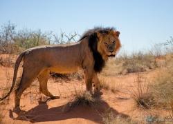 315-Namibia-kala-loewe.jpg