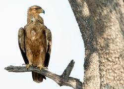 Bild: Greifvogel - Etoscha - Namibia / 038-Namibia-raubvogel.jpg