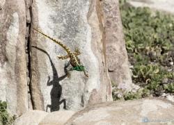wildlife-echse001.jpg