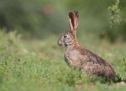 Bild: Wildhase - Addo Elefantpark / wildlife-hase-004.jpg