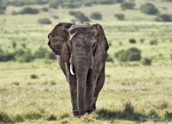 wildlife-elefant-003.jpg