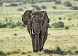 Bild: Elefant - Addo Elefant Park / wildlife-elefant-003.jpg