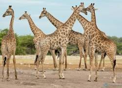 Bild: Giraffe - Etoscha - Namibia / 033-Namibia-Giraffe.jpg