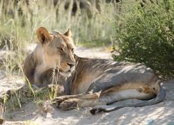 Bild: Löwe - Kalahari / 317-Namibia-kala-loewe.jpg