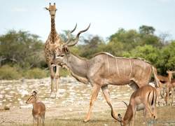 Bild: Kudu - Etoscha - Namibia / 014-Namibia-Kudu-.jpg