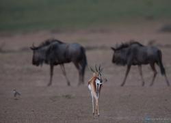 Bild: Springbock - Kalahari / 321-Namibia-kala-springb.jpg