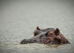 Bild: Nilpferd - Krügerpark - Südafrika / wildlife-nilpferd-005.jpg